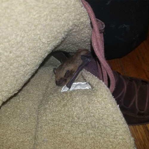 Expert Bat Removal