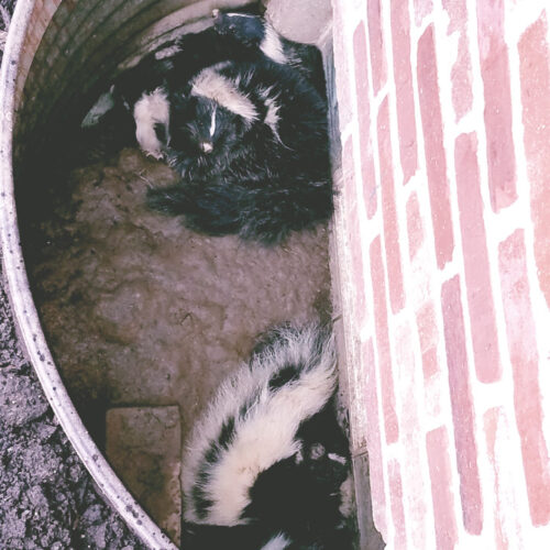 Skunk Damage Repair and Exclusion