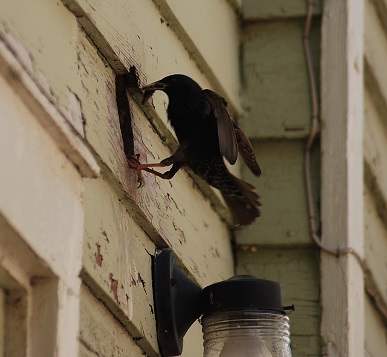 Bird in Vent outside house