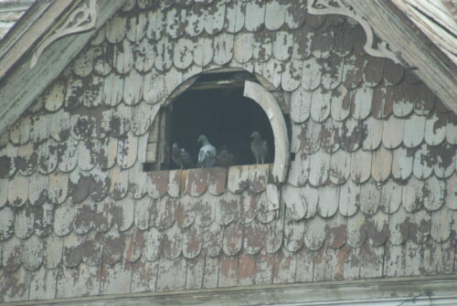 Pigeons in attic opening