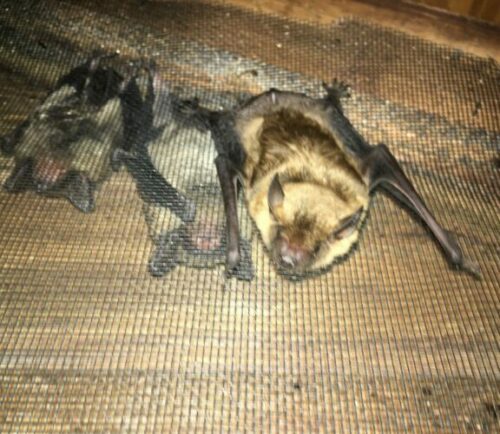 Bats hanging out near shutters